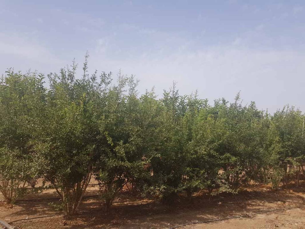 רימון וונדרפול 1