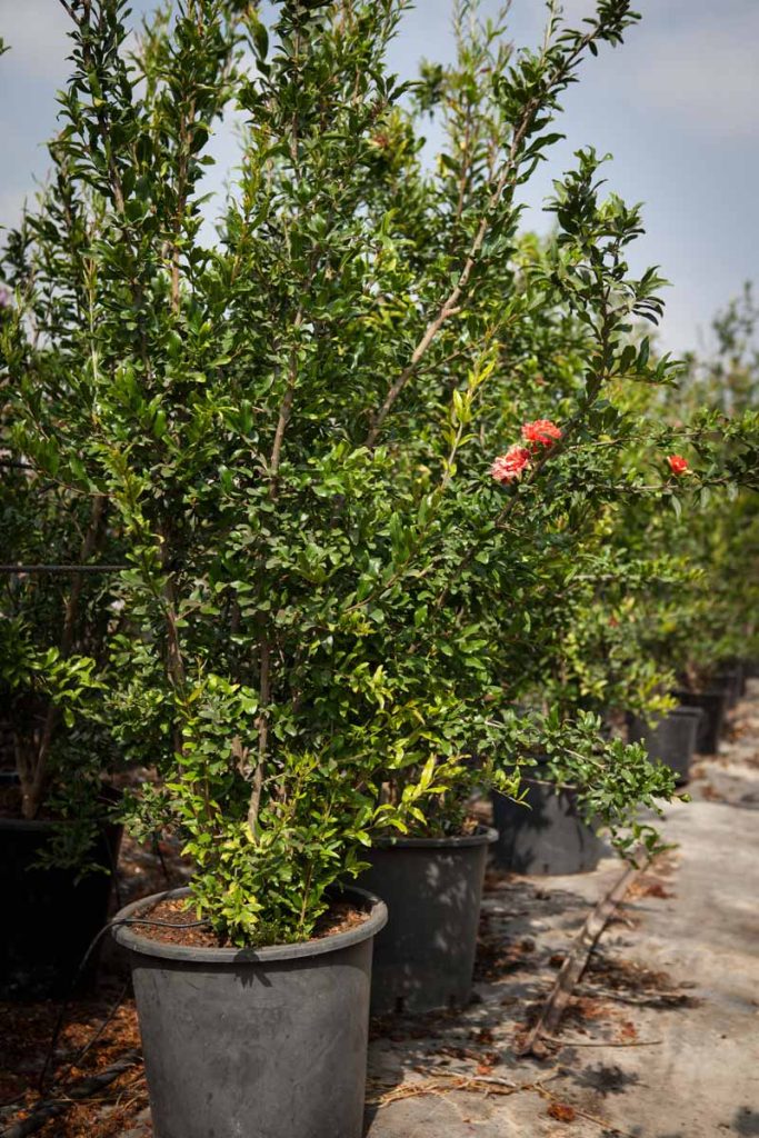 רימון טויושו 1