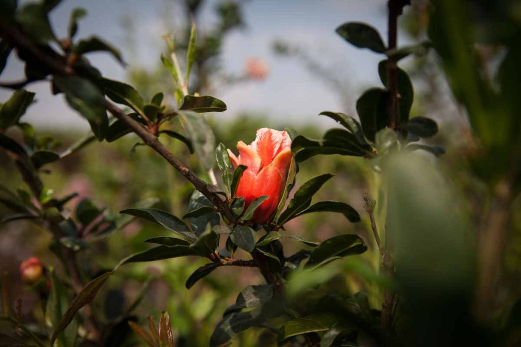 רימון טויושו 3