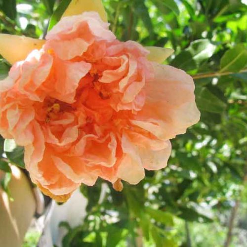 רימון טויושו