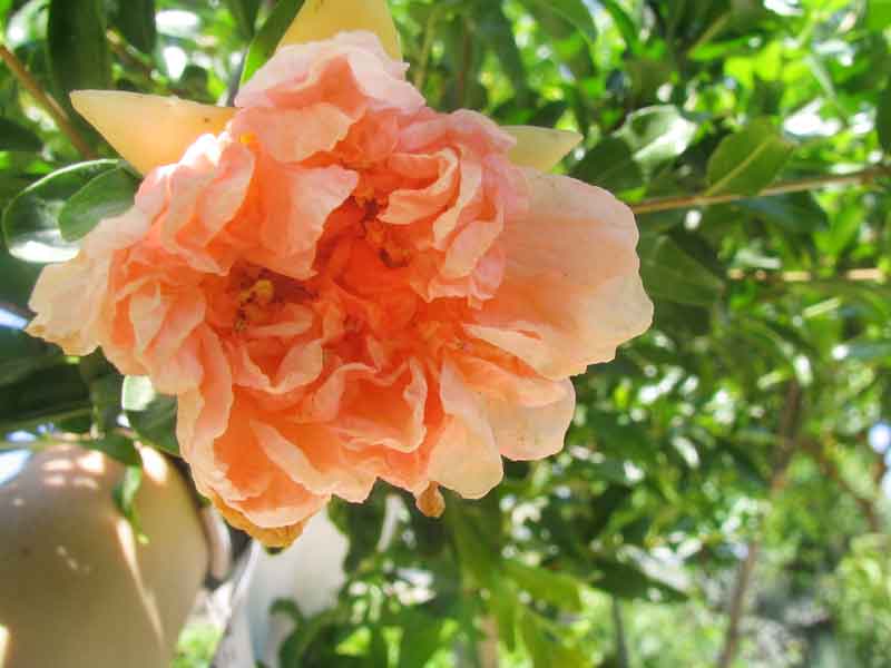 רימון טויושו