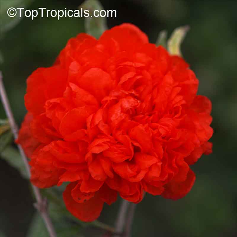 רימון מצוי פרח אדום מלא 1