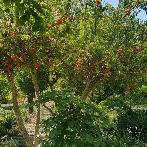 רימון מצוי פרח אדום מלא