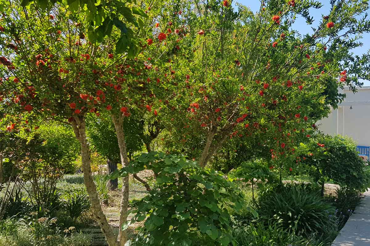 רימון מצוי פרח אדום מלא 2