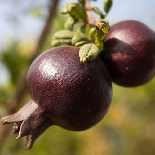 רימון נוי מצוי פרי שחור ננסי