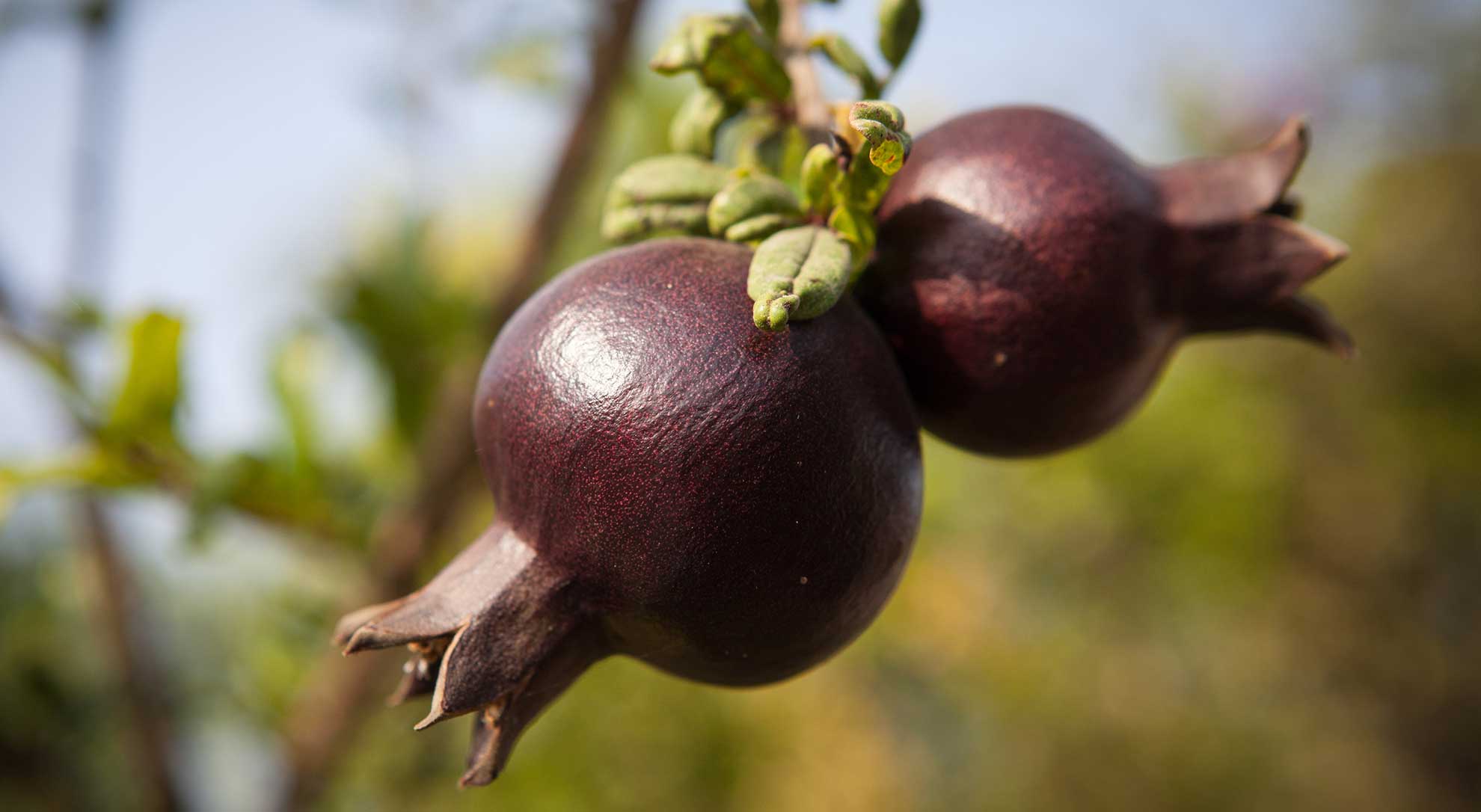רימון נוי מצוי פרי שחור ננסי