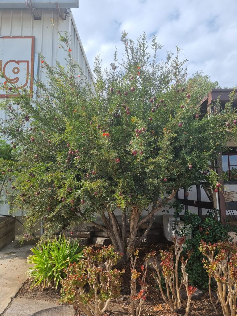 רימון נוי פרי שחור ננסי 1