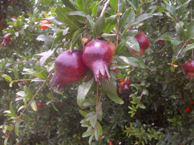 רימון נוי פרי שחור ננסי 2