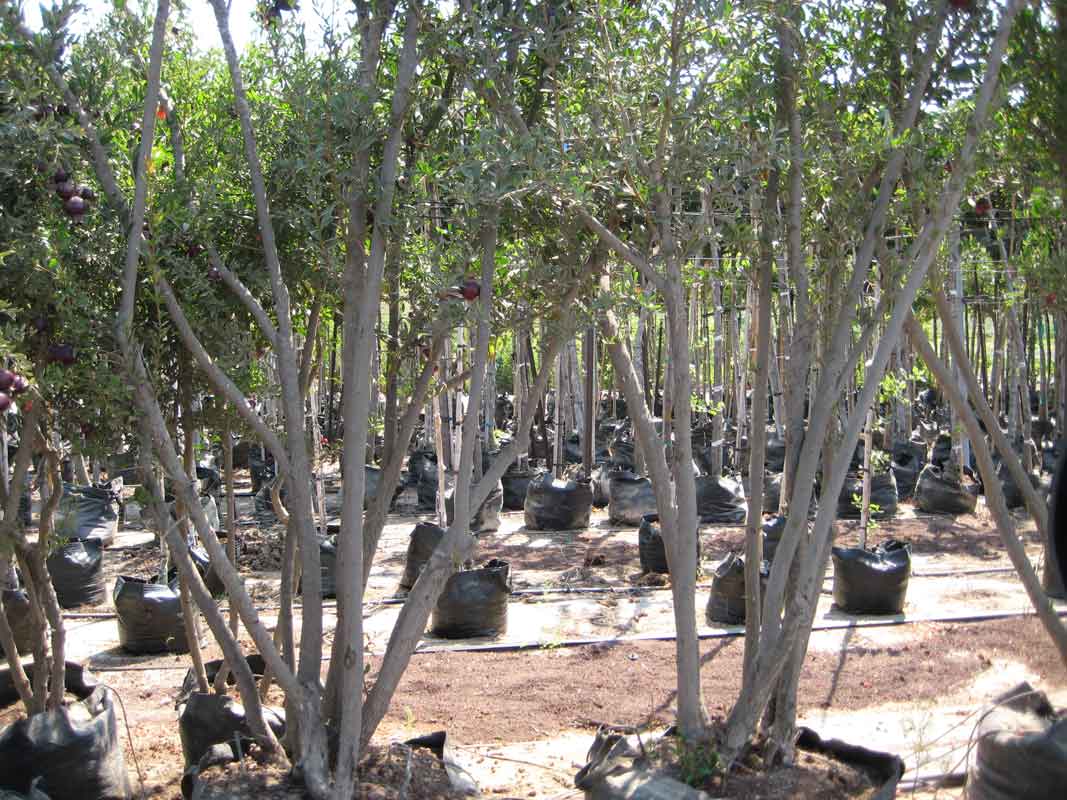 רימון נוי פרי שחור ננסי 3