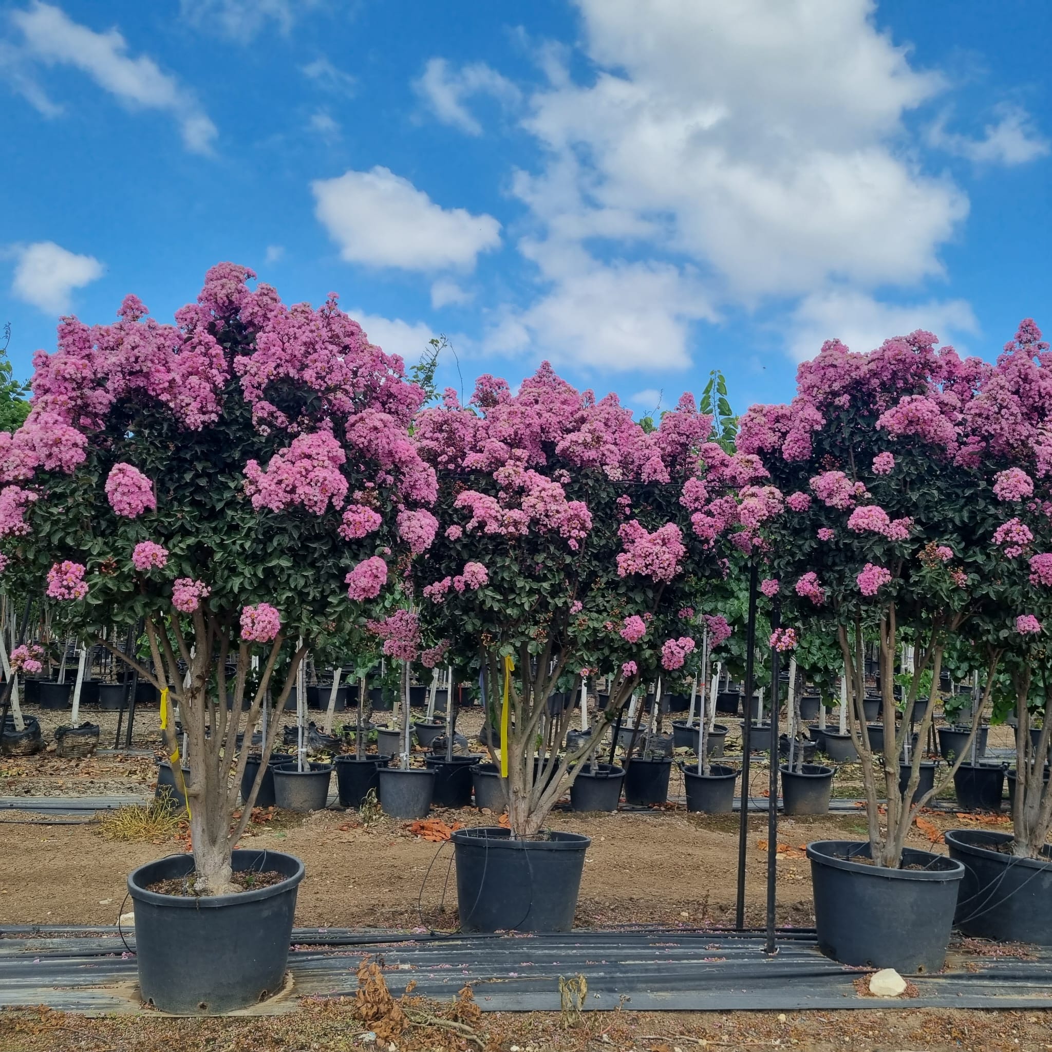 רפסודי אין פינק