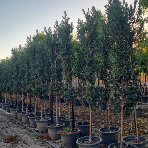 שזיף קרוליני 'ברייט אנד טייט'