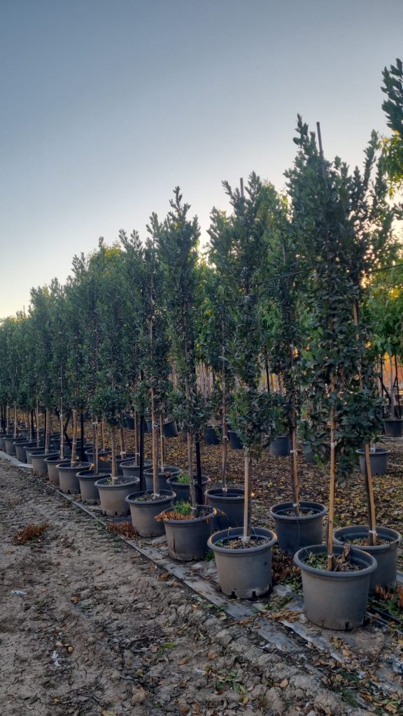 שזיף קרוליני 'ברייט אנד טייט' 1