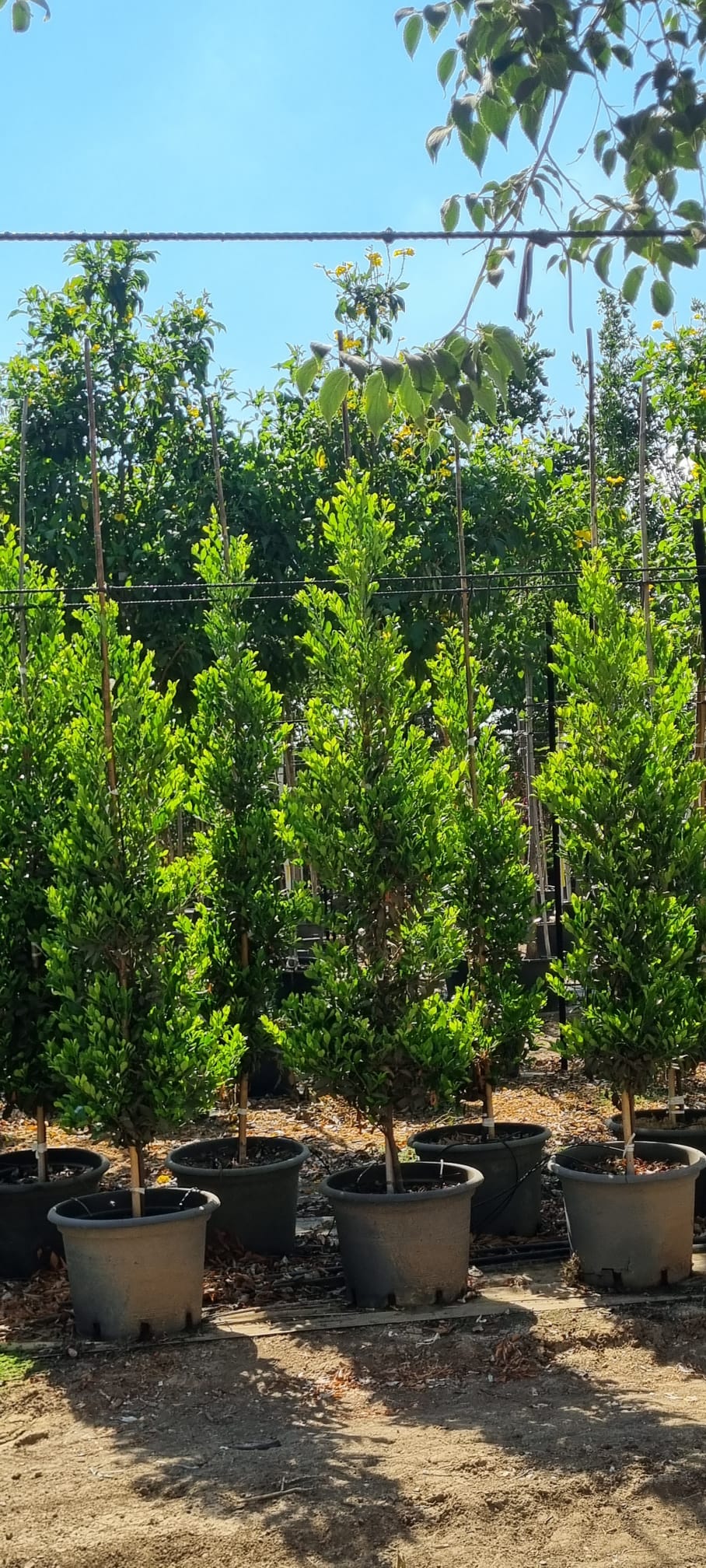 שזיף קרוליני 'ברייט אנד טייט' 2