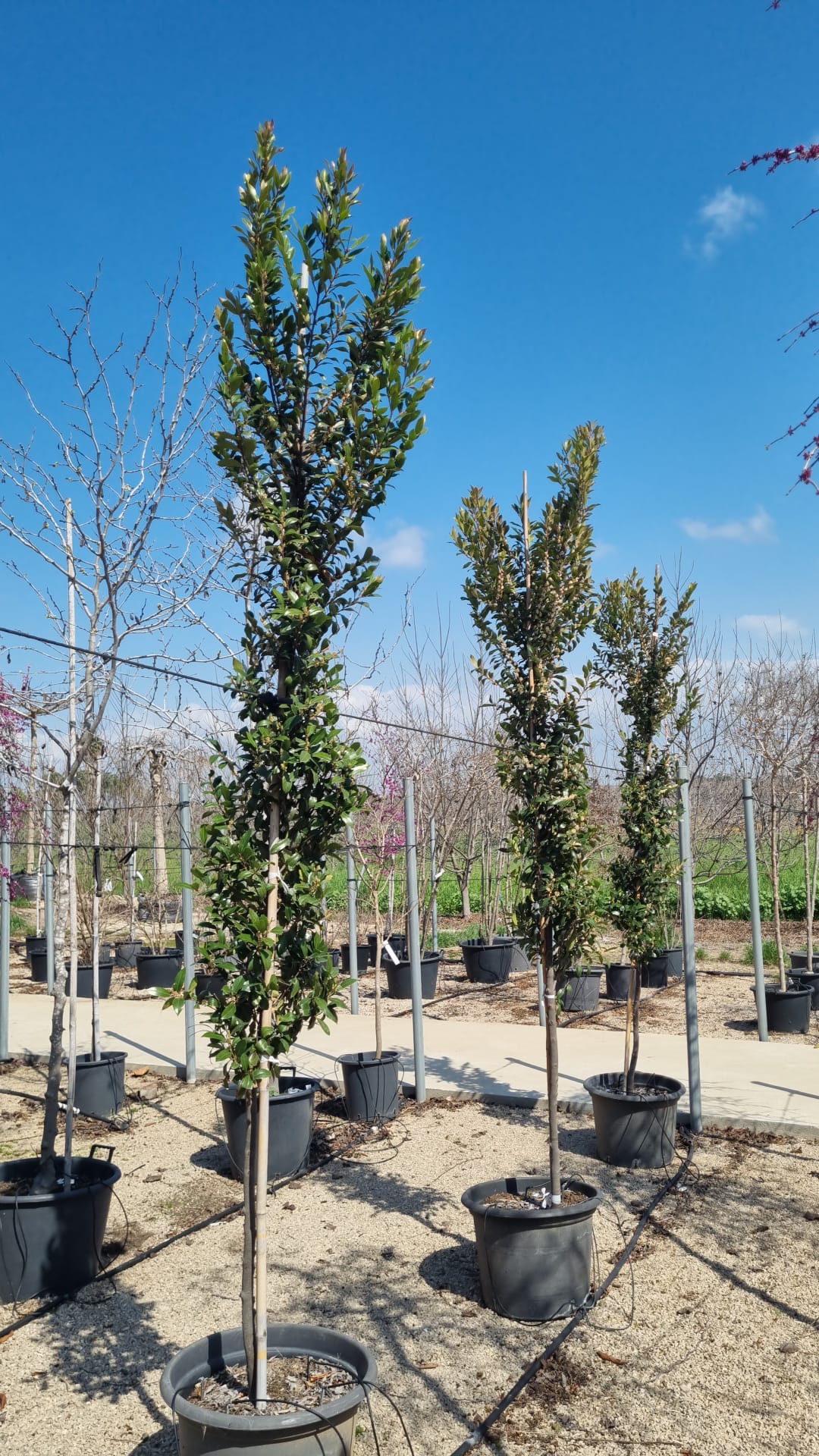 שזיף קרוליני 'ברייט אנד טייט' 3