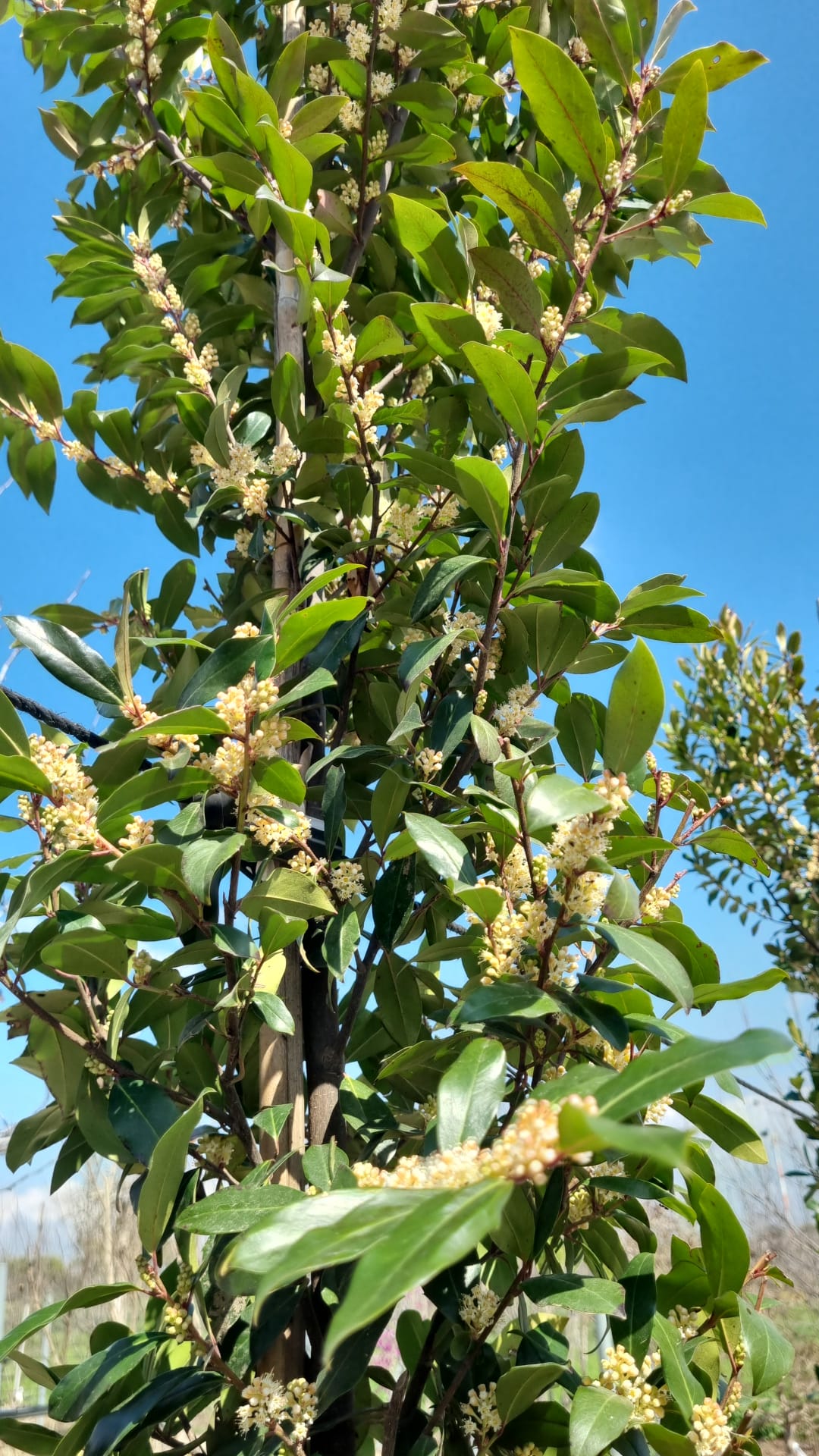 שזיף קרוליני 'ברייט אנד טייט' 4