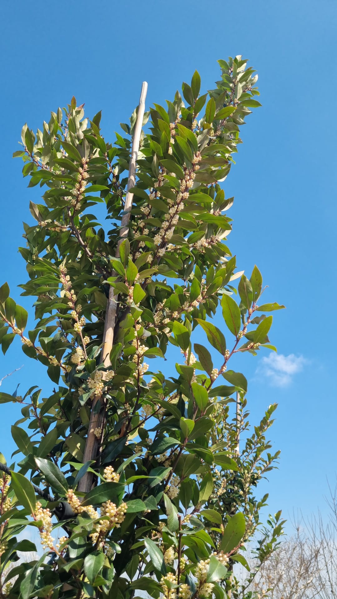 שזיף קרוליני 'ברייט אנד טייט' 5
