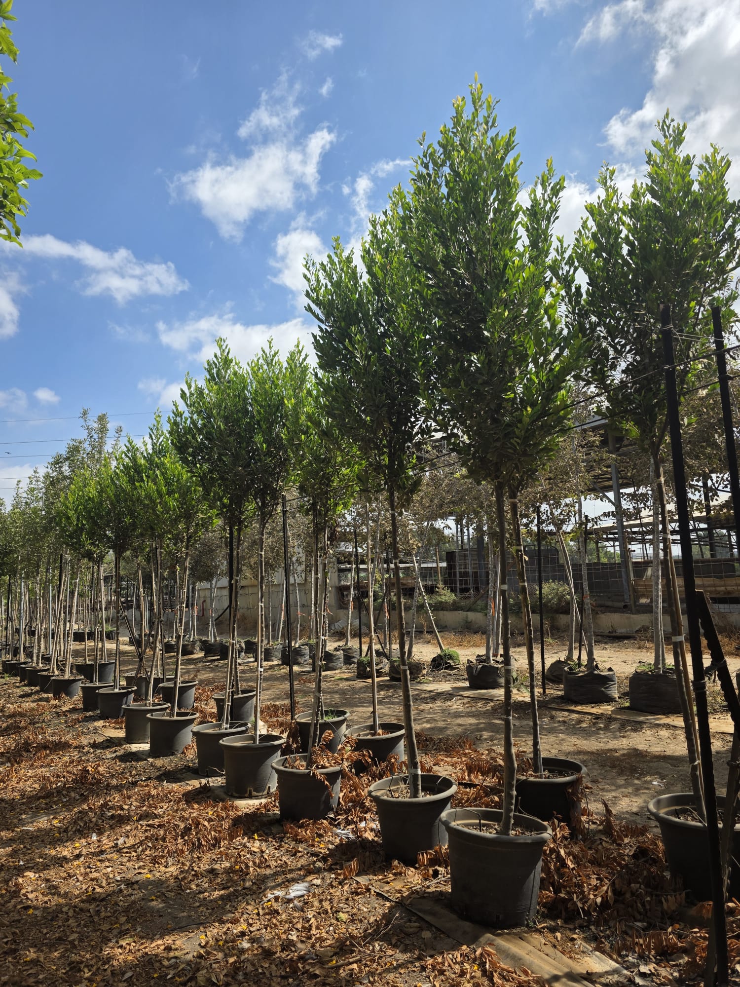 שזיף קרוליני