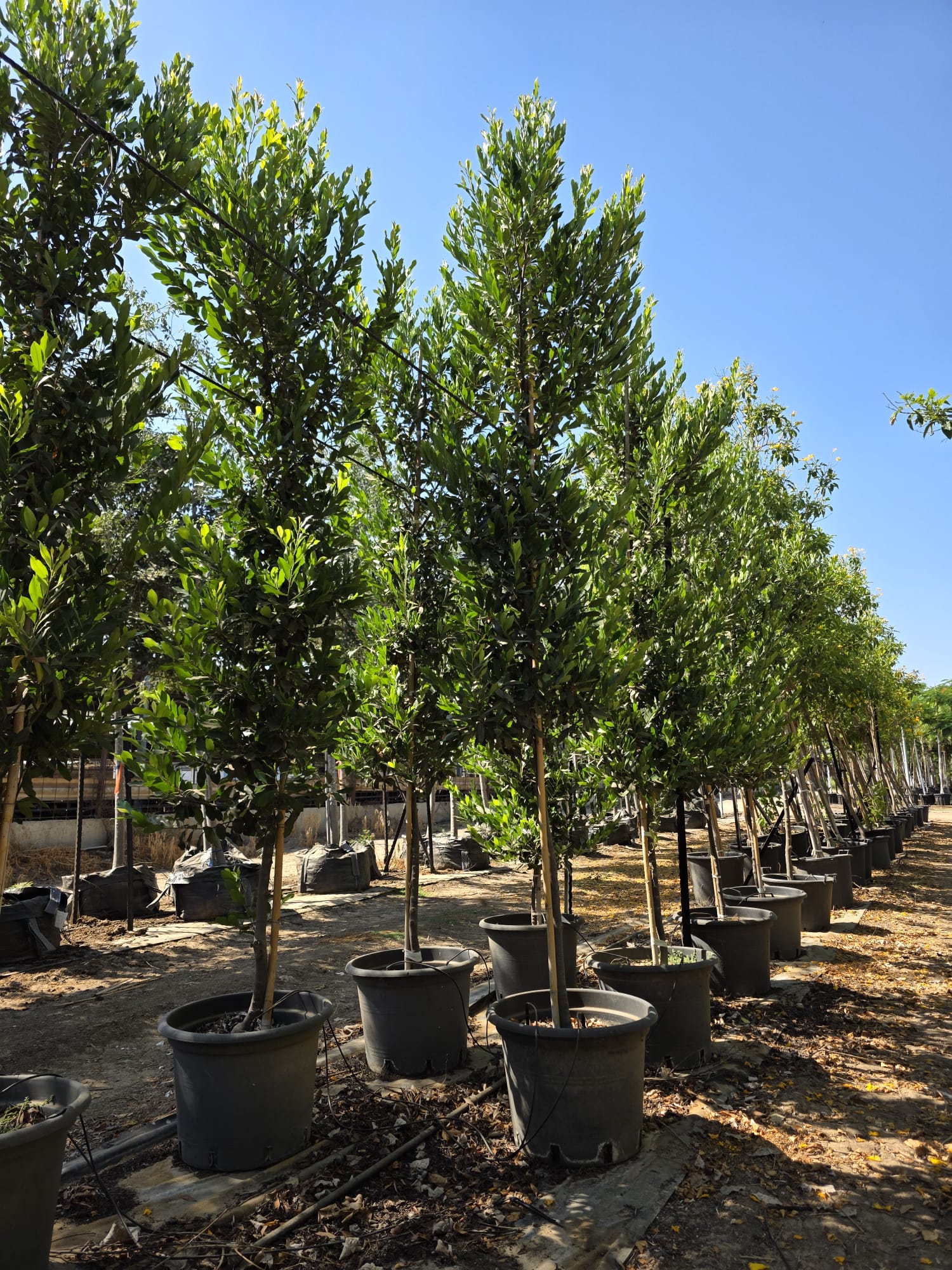 שזיף קרוליני1