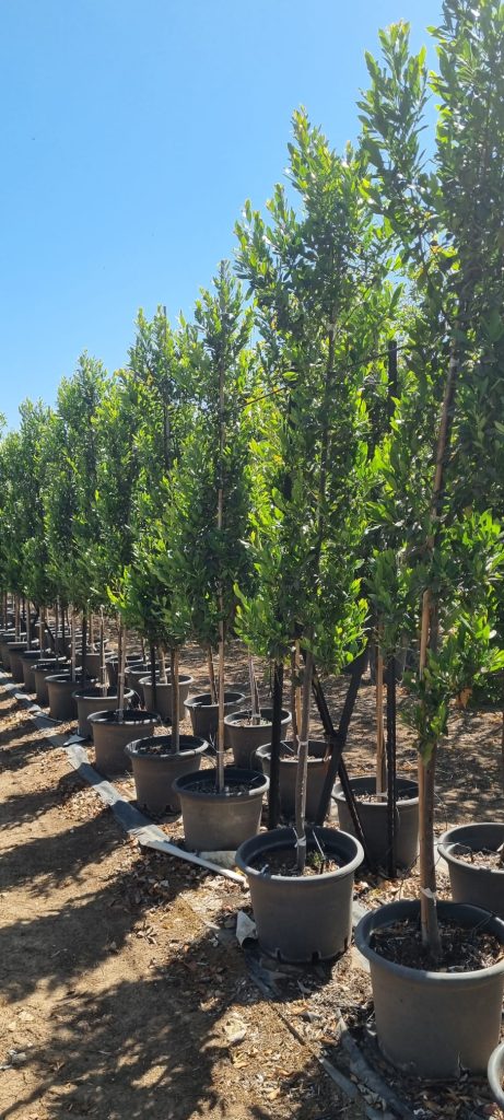 שזיף קרולני (2)