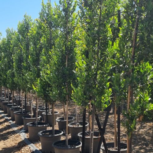 שזיף קרוליני 'ברייט אנד טייט'