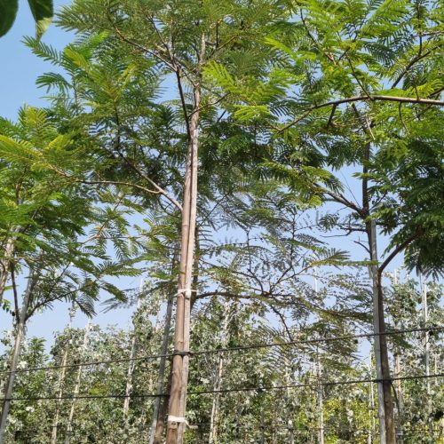 שלטית אפריקנית