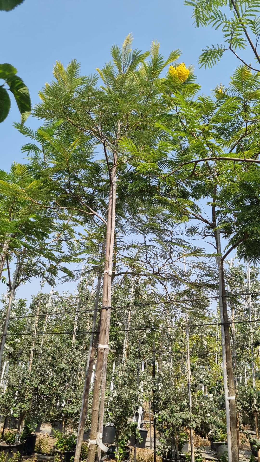 שלטית אפריקנית 1
