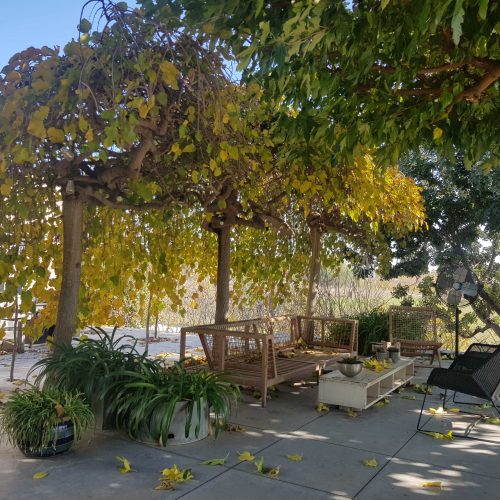 תות בכות נקבה/זכר