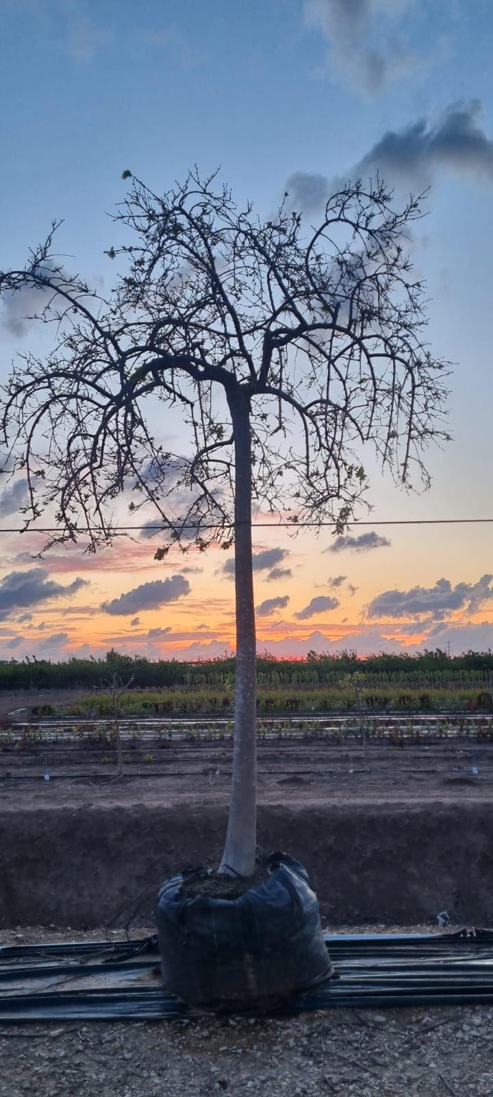 תות בכות בחורף