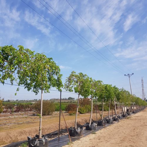 תות בכות נקבה/זכר