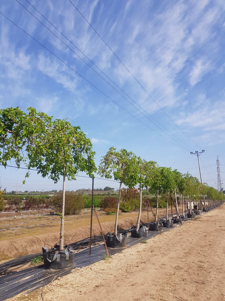תות בכות נקבהזכר