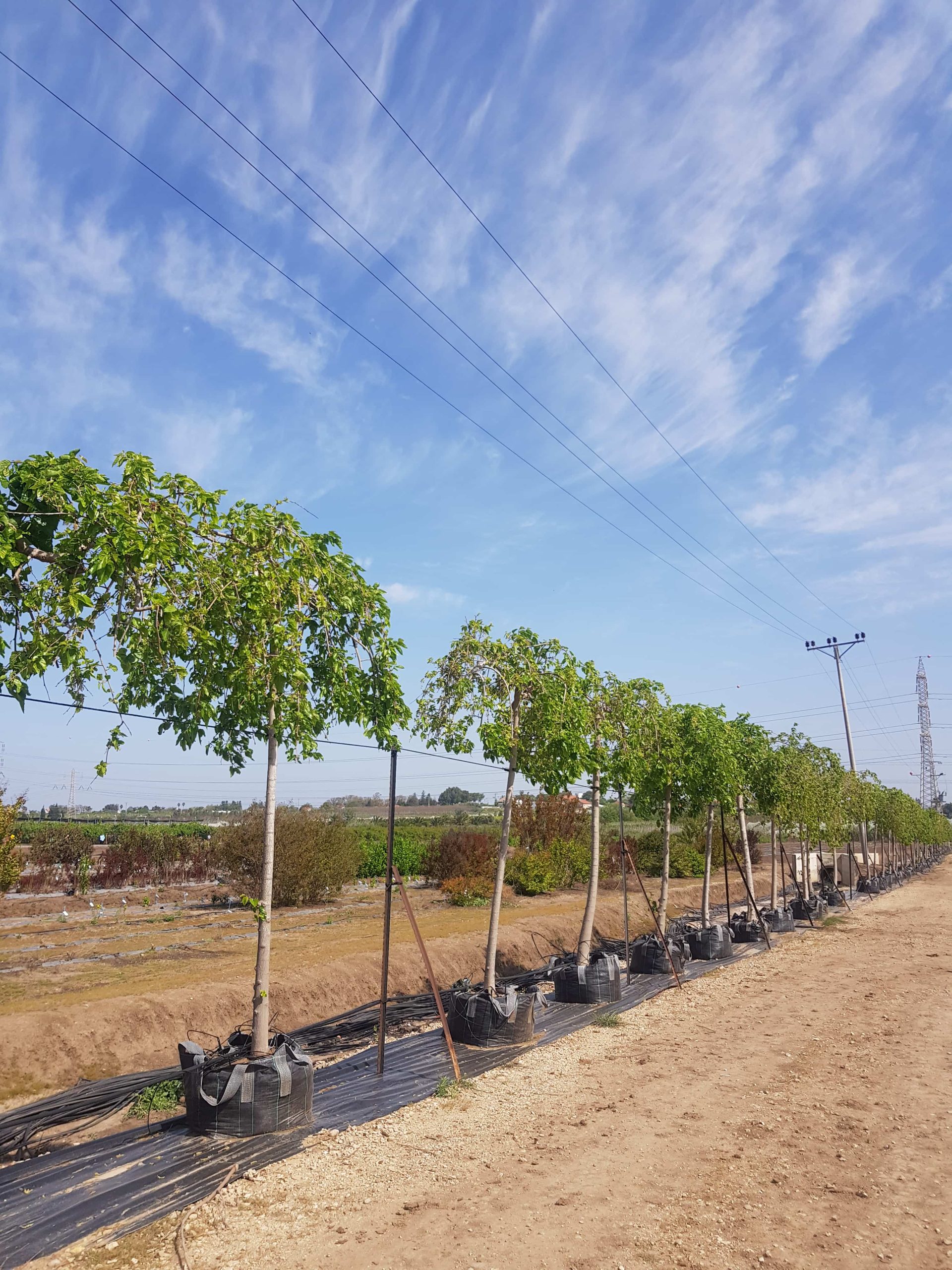 תות בכות נקבהזכר