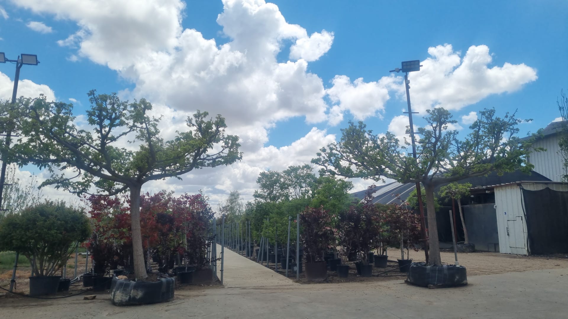 תות דולבני העתקה