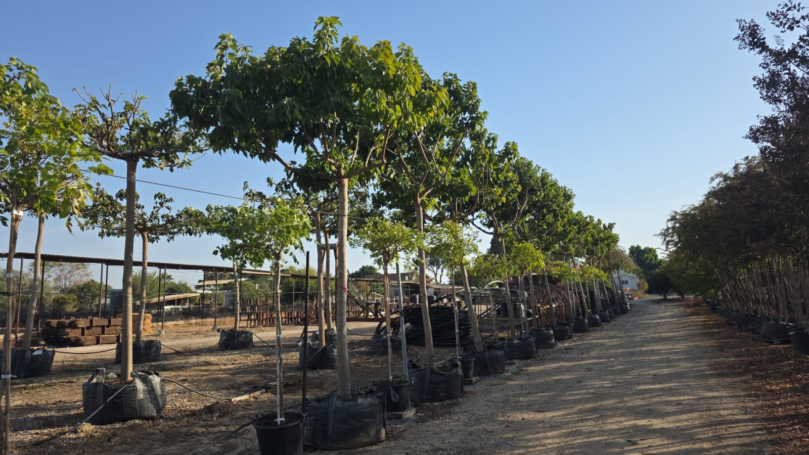 תות דולבני פולאר