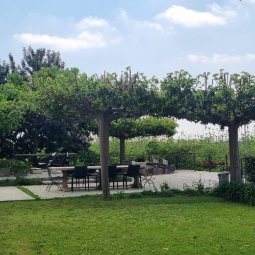 תות דולבני/ קגיאמה