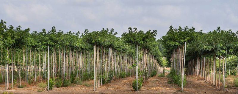 מורכב בגובה 3.5 מ'