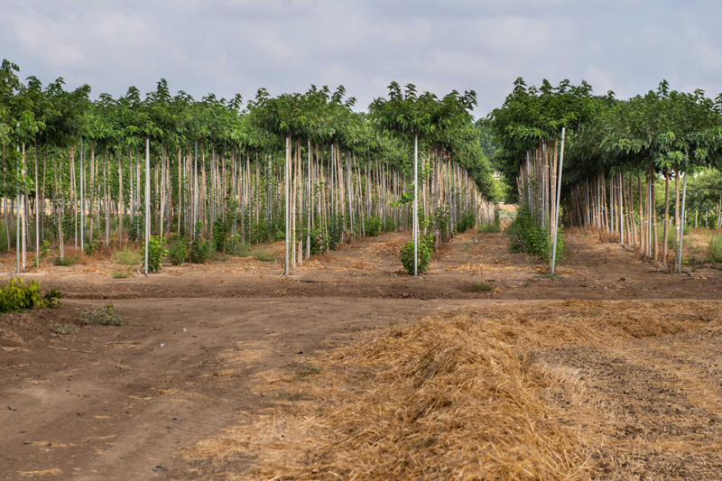 תות דולבני קגיאמה 1