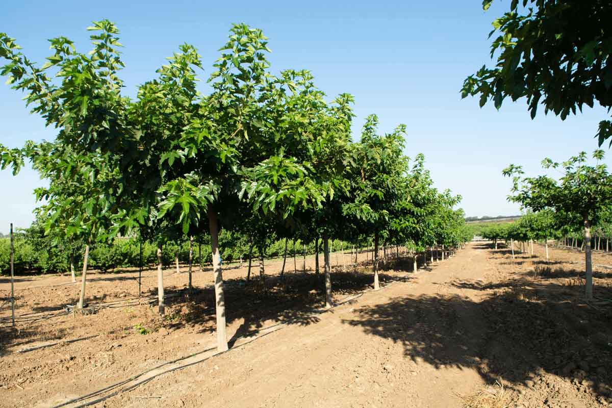 תות דולבני קגיאמה 10