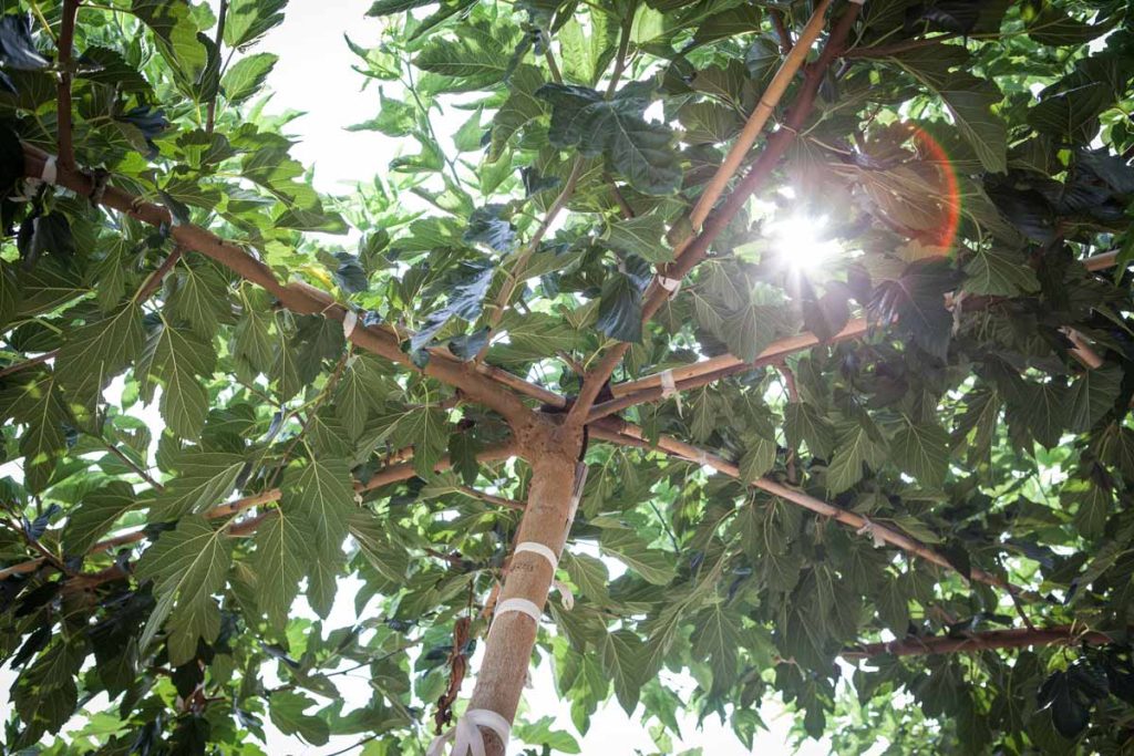 תות דולבני קגיאמה