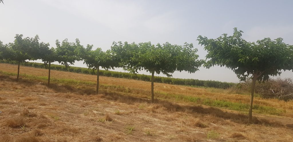 תות דולבני קגיאמה 11