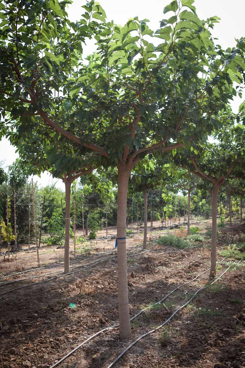 תות דולבני קגיאמה 12