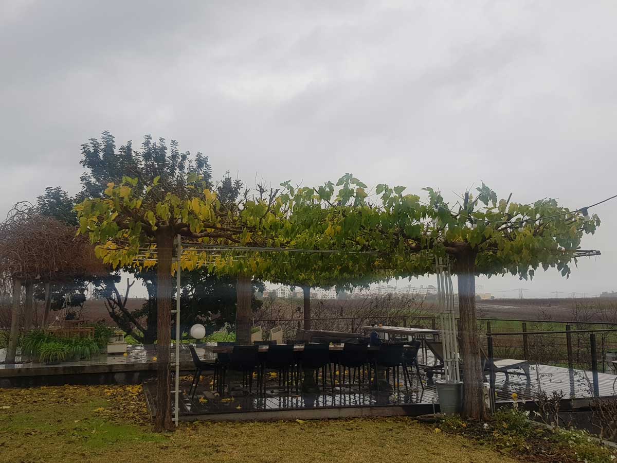 תות דולבני קגיאמה 13