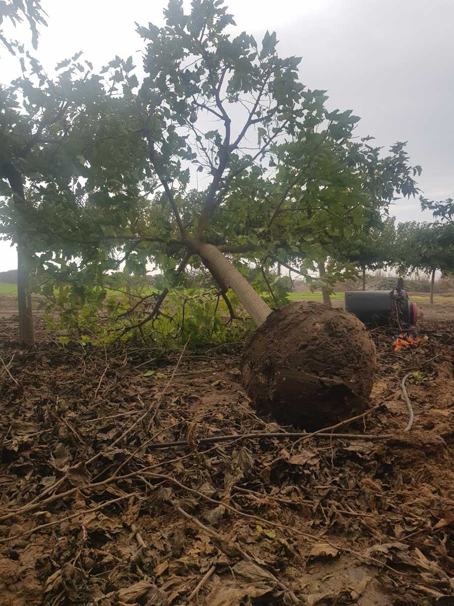 תות דולבני קגיאמה 15