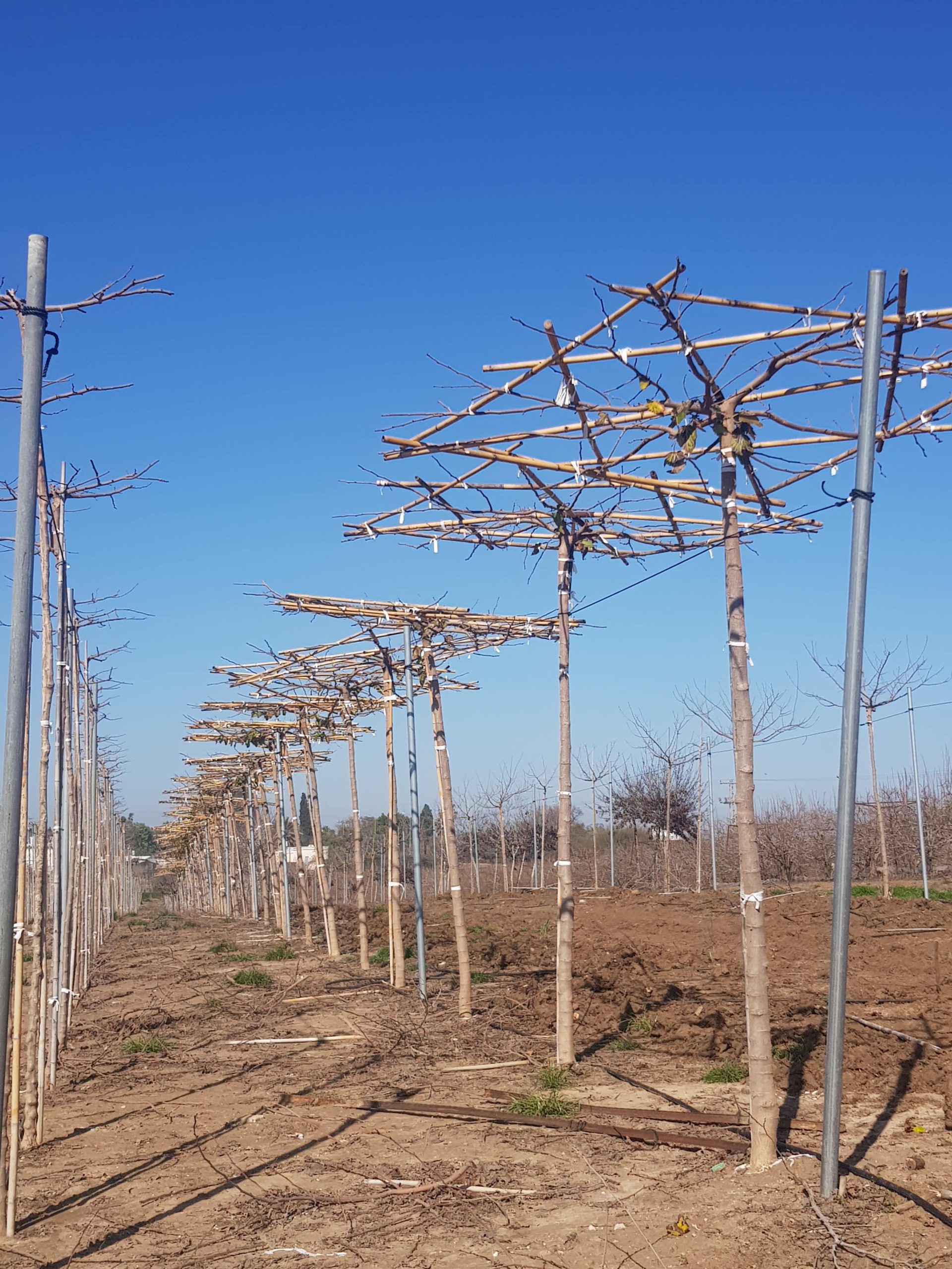 תות דולבני קגיאמה 16