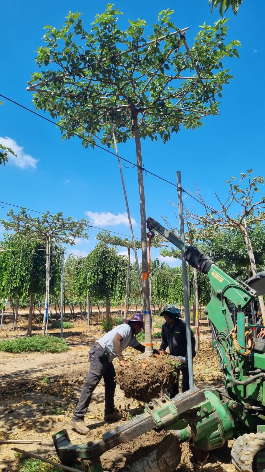 תות דולבני קגיאמה 17