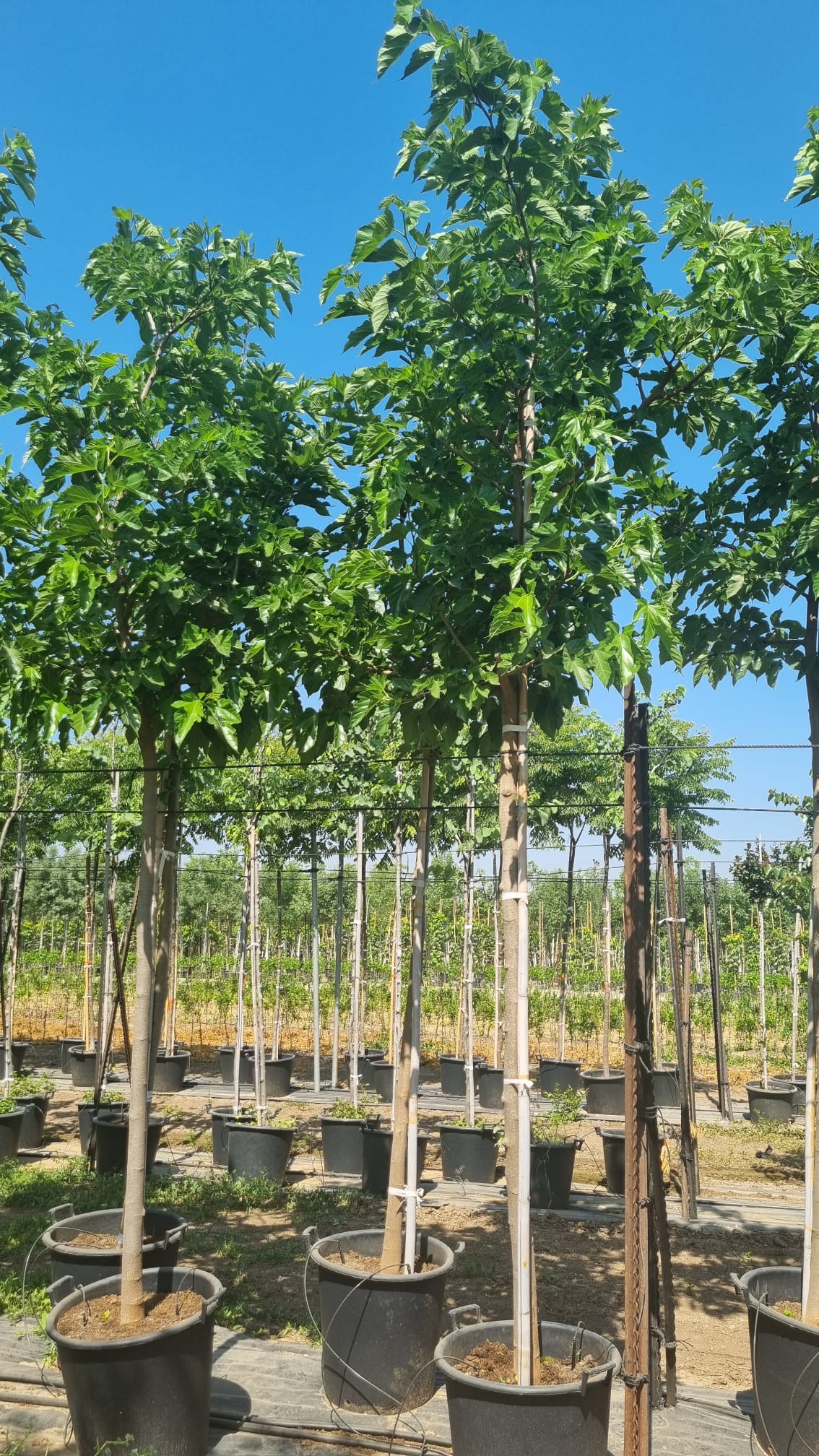 תות דולבני קגיאמה 3