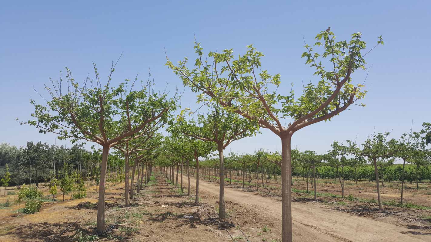 תות דולבני קגיאמה 5