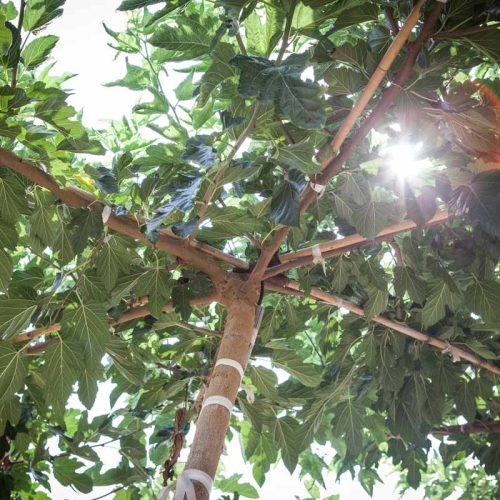 תות דולבני/ קגיאמה