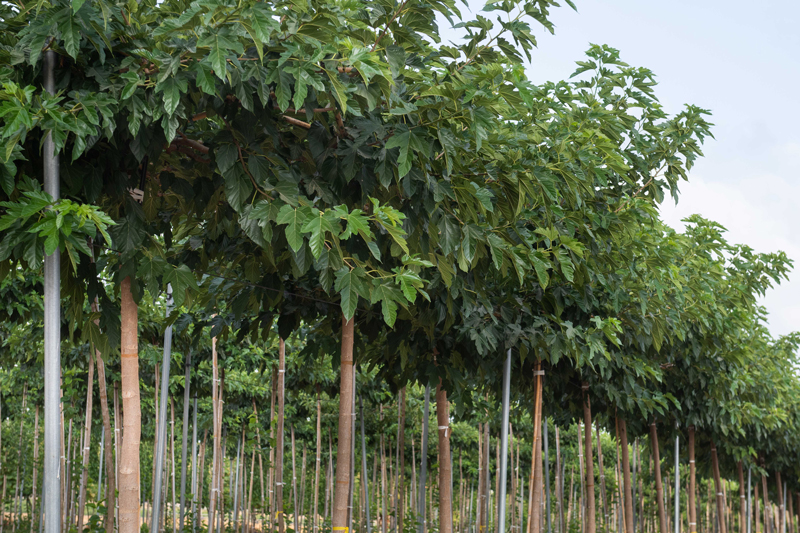 תות דולבני קגיאמה 6