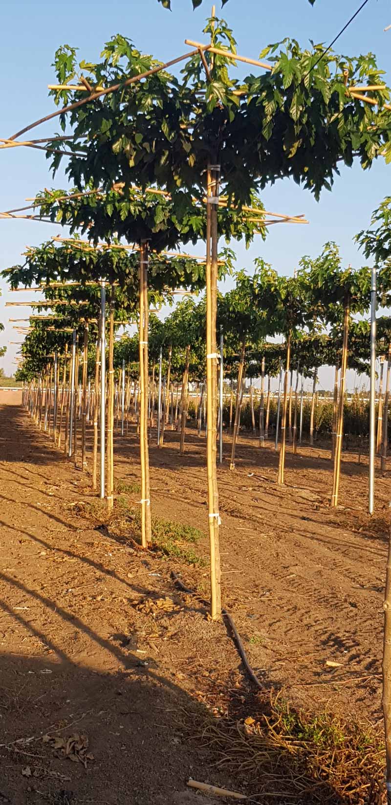 תות דולבני קגיאמה 7