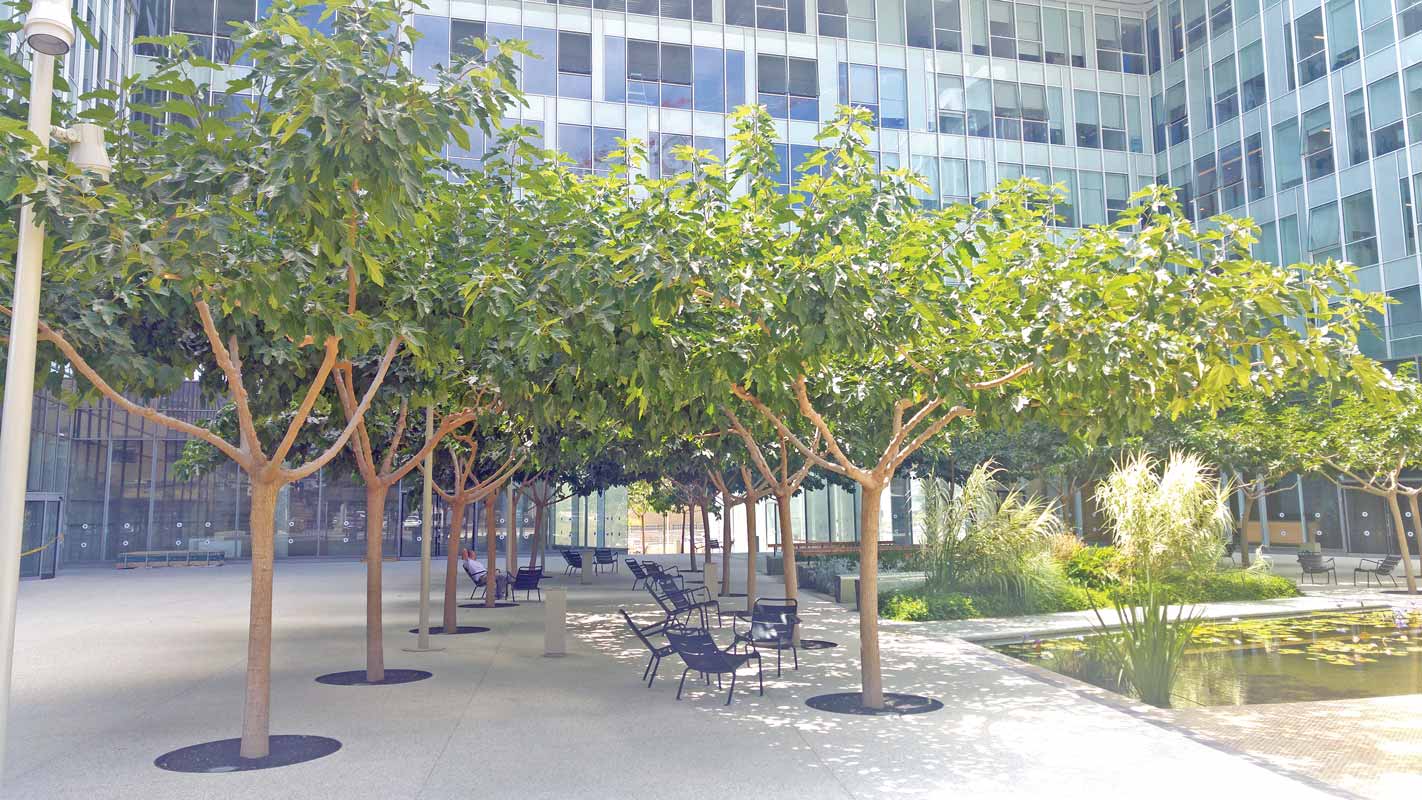 תות דולבני קגיאמה 8